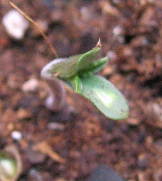 Young seedling showing a new pair of small leaves