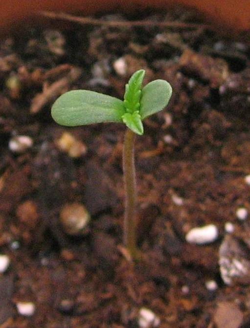 another young seedling showing a new pair of small leaves