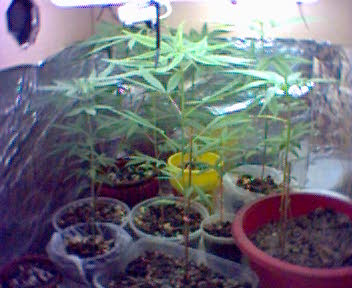 Begining stage, using hard box as grow room. 1 circular Floro & ventilation. Plant too big for the box.