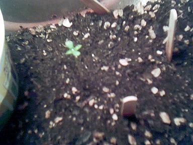 This plant sprouted on AUG 16, 2004 it is AUG 17, 2004 1 day old its looking good and its white RHINO I cant wait 2 c it later on........