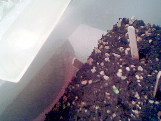 My plant Sprouted on Aug 16, 2004 it doesnt look big but it is a good size for starting out I planted 10 white Rhino seeds 1 has started so far I am excited 2 c later on, and my sister is gonna give me like 30 SEEDS she has been saving and I am gonna plant thoughs 2 later on after I c how my WHITE RHINOS go I will update the plant tomorrow.