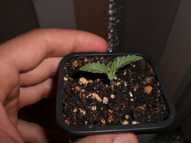 Her name is Jerry after the late great Jerry Garcia.  Lookin good :-)