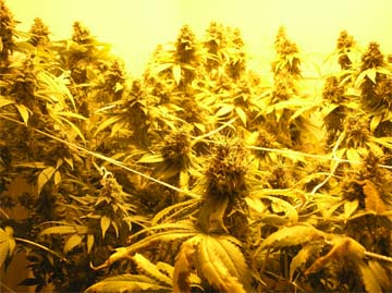 Canopy. Nice buds are almost done.