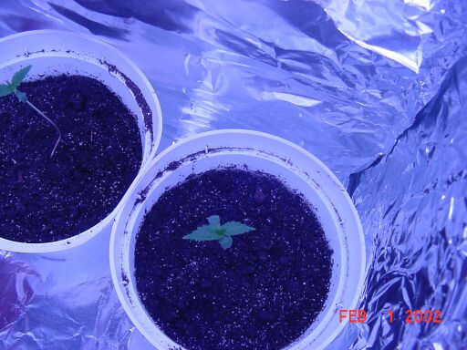 This is a overhead shot of both plants 2 and 3. Plant 2 is on the left 3 is on the right.