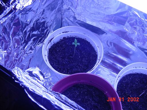 This is plant #1 at 4 days old.  Its a young one and hopefully it will grow to be a beautiful female plant.