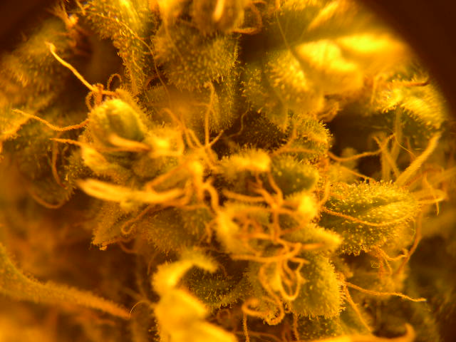 Close up of a flower ready for harvesting.