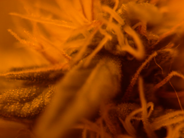 Clear trichomes and white hairs at 49 days of flowering.