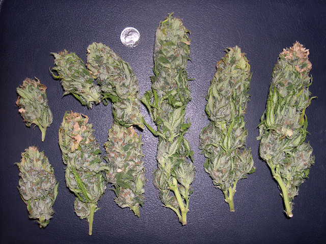 Brown pistils and amber trichomes.