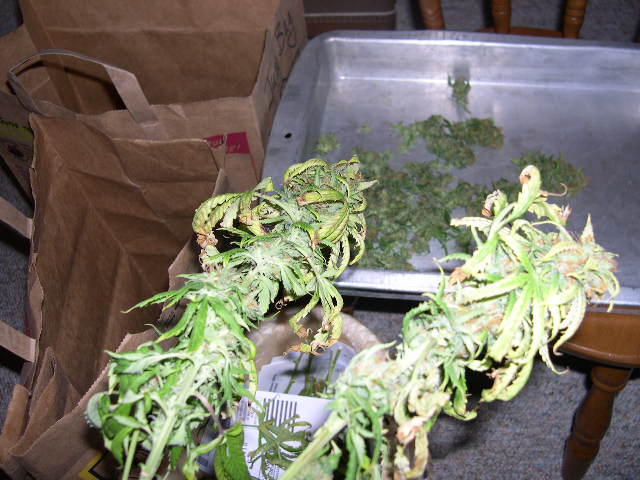 These are a couple of the lower branches from the only of the three Northern Lights #5 seeds that was a female. Bag for leaf, bag for Grade A trim (June Bag), tray for manicured buds. The maincured buds will dry in a dark closet until they are not so dank. Then they will go into paper bags for the slow dry.