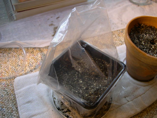 I use plastic baggies to cover the 1-pint containers. This works well because they are the perfect size. I poke a few small holes in the bag to help prevent molding, rotting, etc. It also keeps the moist soil wet enough for the new seedling to keep developing.