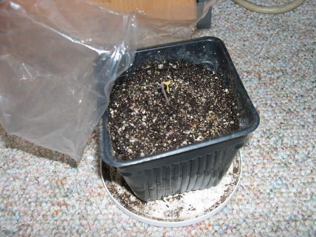 After 3 days the seedling has sprouted, and it is now time to remove the plastic bag. This seedling is ready for some fluorescent lighting.
If a plant takes more than 5 days to pop up out from the soil I assume that nature chose another destiny for it, and I re-use the soil and recycle the seedling (compost).