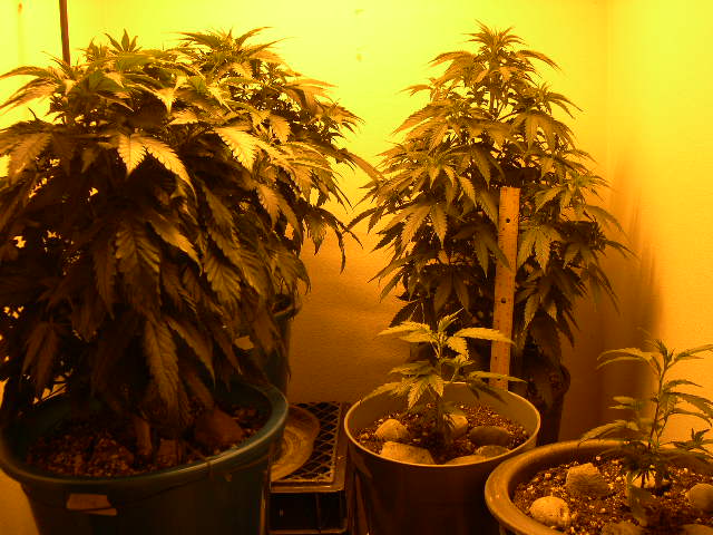 The larger 3 have had 2 full weeks of 16/8 photo schedule. Incredible growth, and no signs of flowering. The smaller 2 are just starting to veg under the HPS. I don't know if they'll catch up enough to produce much. The harvest deadline is July 10th, so I need to allow a full 6-8 weeks for flowering.