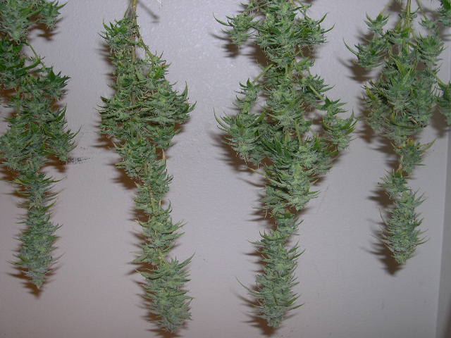 These are hanging upside down to dry, and this also makes it easier for me to trim them.