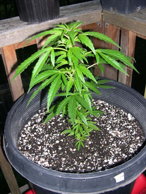 Just transplanted this clone into a 7-gallon container to veg outside. I've taken 2 rounds of cuttings from this one, and I've decided to let it flower with the season. I'll continue to take cuttings from this first generation clone until flowering starts.