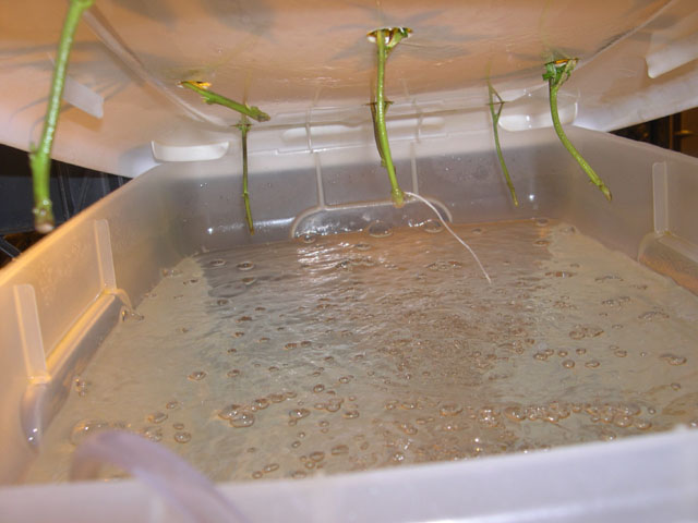 Shot of the stems and root-starts