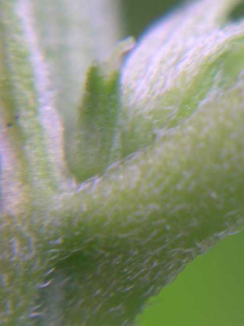 I've been watching this plant that I had labelled a male, and today I found these popping out. They are undoubtedly pistils, and I am completely floored. This is excellent because June Bug is an excellent strain. I was intending to breed this with my White Russian females, but now I'll start cloning it. Good thing I decided to keep it around, eh?