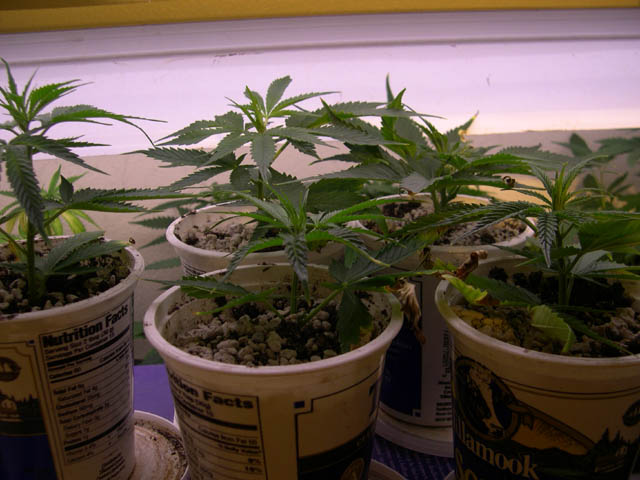 Rooted clones under fluorescents