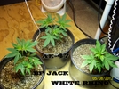 AK-47 / BF JACK / WHITE RINO