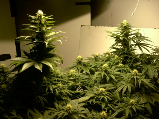 my 2 babies 4 wks into flower filling out nicely.both same age but can you guess which one is 2 nodes higher?