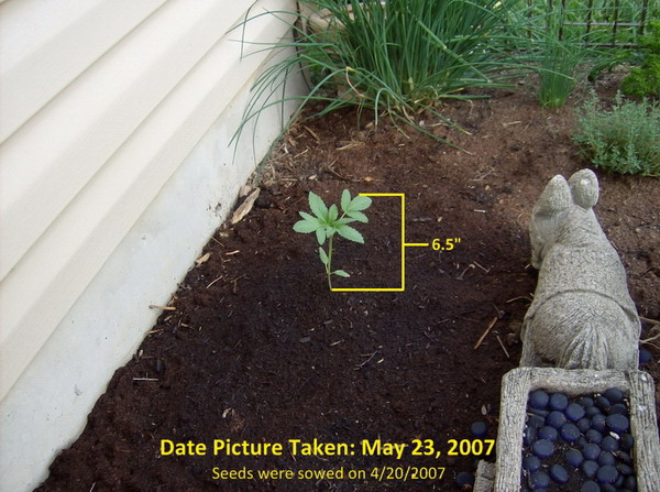 A picture of a young Eva taken on May 23, 2007.  She was sowed on 4/20/07 :)