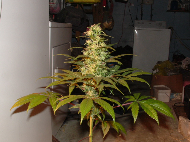 i wonder how much longer shes gonna bud. its getting huge