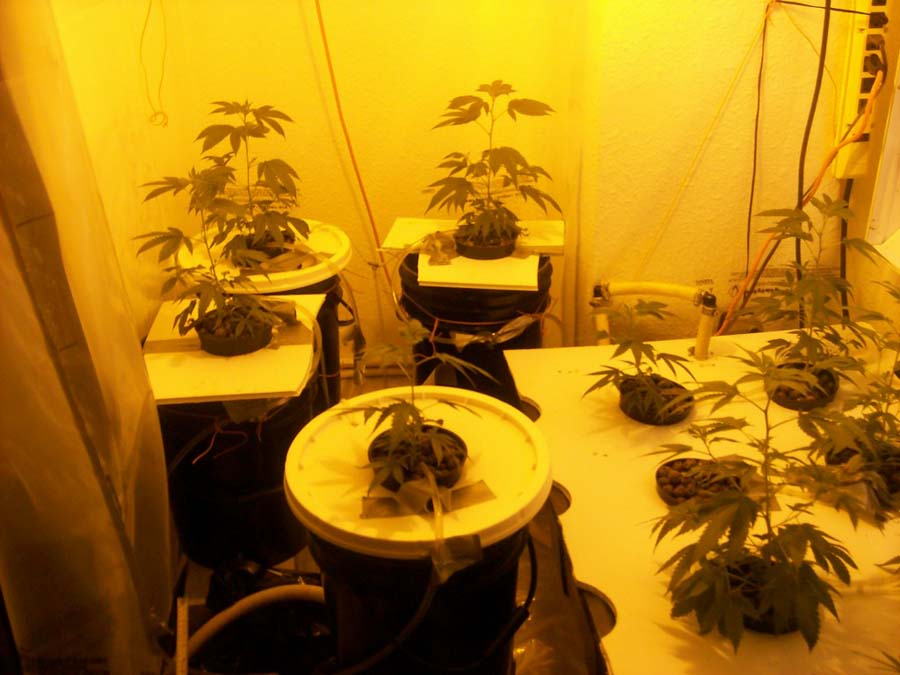 tallest plant is 11in 