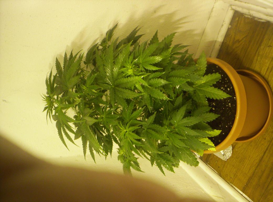 jane was the second to sprout, but when i transplanted them all to individual pots, she went into serious shock. she lost about a weeks worth of vertical growth, but matured at the same rate as the others. her nodes are the closest together, and she is the bushiest. confirmed female at day 2 of flowering.