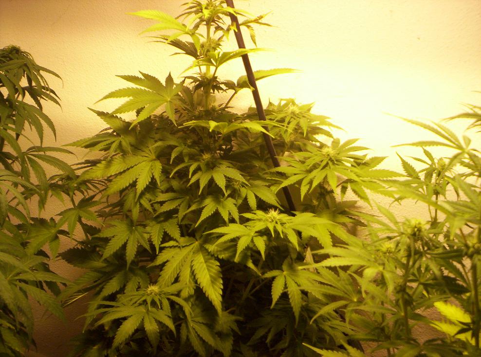 jane is recovering from her close encounter with the light. buds are lookin sweet.