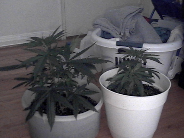 Two females on left. Male and female on right.