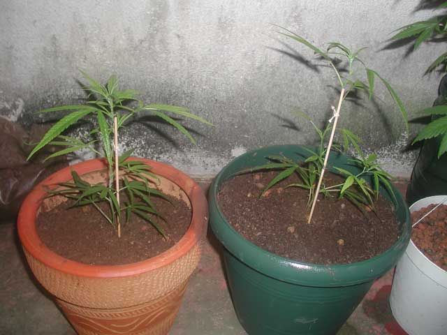 I hope this new soil and pot are enought to maintain this BIG outdoors plants.