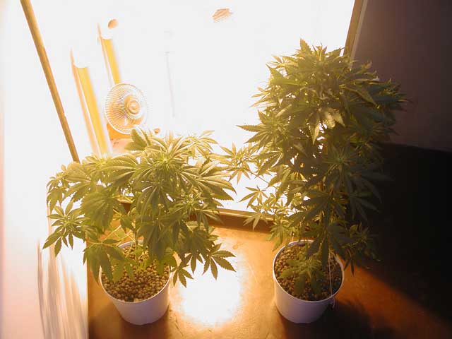 Haze on the left and White Rhino on the right after watering