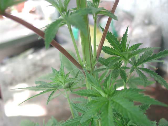 At last. My white rhino show their little white hairs. I will take clones from this mother next week.