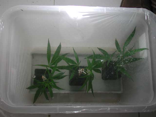 After the success of my first clone I read a lot of cloning and take 3 more clones but this time with rockwood, water supply and diferent cut.
