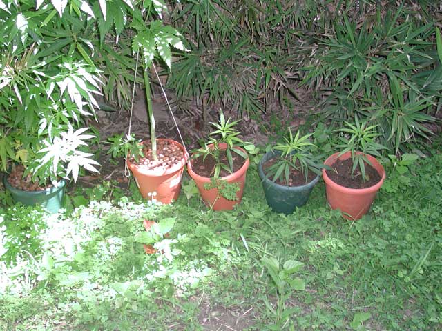 I put this 3 clones outdoors because their root system is good and start growing fast.