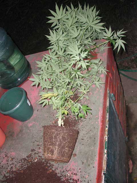 Everything is root here. This plant needs water everyday, thats why I use bigger pots on females. 