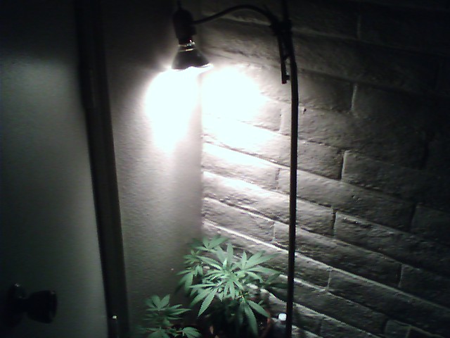 5FT HOLGEN 150W LAMP