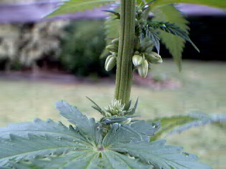 Definitly a male. It took 7 days of flowering before i could detect the male balls with a 6x magnifying glass