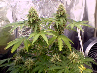94 days from seed 46 days in flower