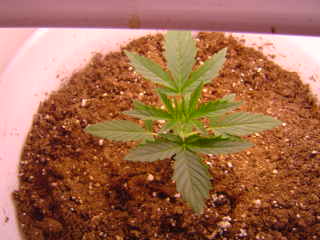 This little one was planted on the 10th of Jan and sprouted on the 11th. 15 days old. 