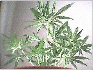 its gettin harder to fit full plant in pic :)