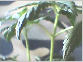 this one has the claw syndrome...is it genetics or fertilizer/ph imbalance???? i dunno..all 6 plants are totally diff looking from each other...which is pretty cool..only the one in orange pot smells skunky on new growth....WHERES MY FRIGGEN BUDS???? o i know ..theyre under the lights i cant afford hahaha