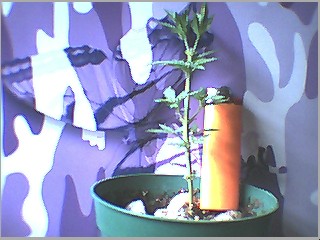 undergrowth fillin out...now light can hit stem leaves...i learned not to do this now...the more leaves the better?