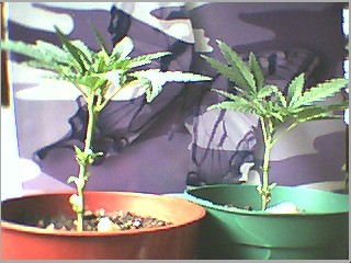 these 2 are directly under bulb...can u tell? hehehe