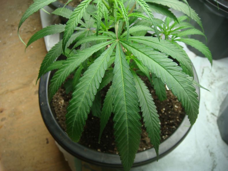 Blue Dream is getting big and looking nice and green and healthy 