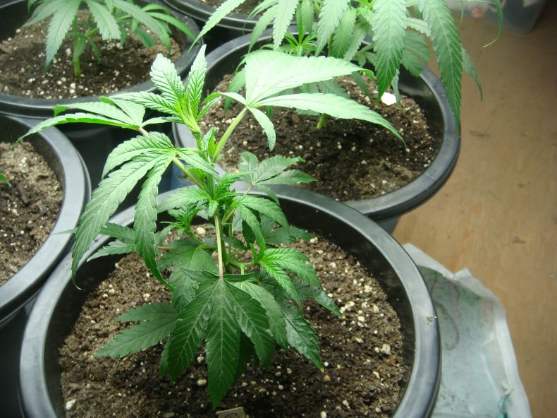 Grand Daddy Purple is taking off real nice and is staying purple and is now starting to flower on 24hr light but looks healthy 