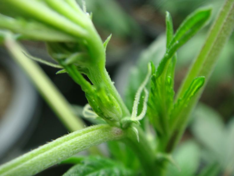 Grand Daddy Purple starting to Pre Flower close up