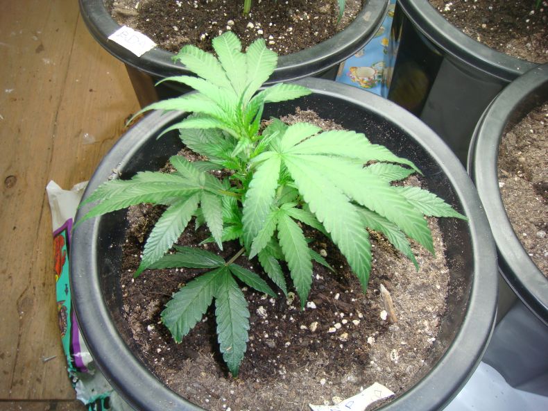 Grand Daddy Purple Top View of Foliage looking nice and healthy for 3 weeks 