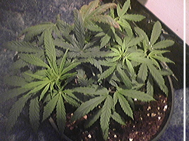 not as healthier or as bushy, not sure about alt nodes but im gonna have 2 flower it with the other one coz of space issues. Same day as the ones below