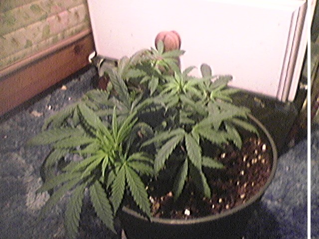 this plant had three nodes coming out of one place! found that a bit crazy. shame its no as bushy as the other one