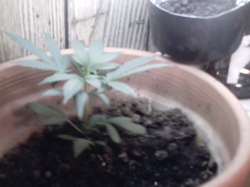 This plant is 3 weeks old and has been transplanted to its final pot. plant is recieving 200ml of water whenever the top of the medium is dry.